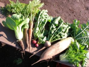 家庭菜園　おすすめ　野菜